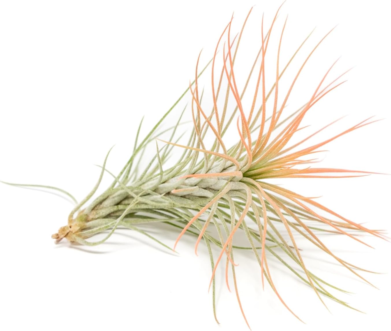 Coral Colorful Tillandsia Air Plants - Long Lasting Color Enhanced Live Tillandsia Succulent House Plants - Home and Garden Decor - Easy Care Indoor/Outdoor Plants (Funckiana, Pack of 3)