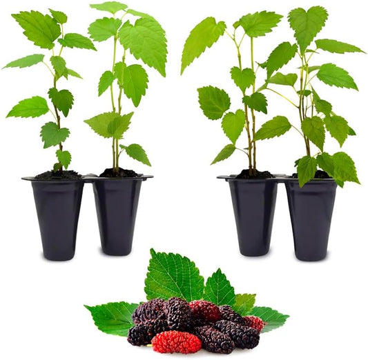 Mulberry Dwarf Everbearing Plant (4 Pack) | Real Live Fruit Plants for Sale| Easy to Grow Live Plants for Organic Gardens | Ideal for Home Gardens, Organic Landscaping, and Indoor or Outdoor Planting.