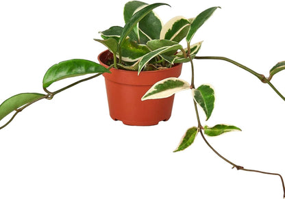 Hoya Carnosa 'Tricolor' Live Plant for Indoor | Different Houseplants in 3'' Pot | Real House Plant for Living Room, Office, Desk & Bathroom | Porcelain Flower | Wax Plant | Honey