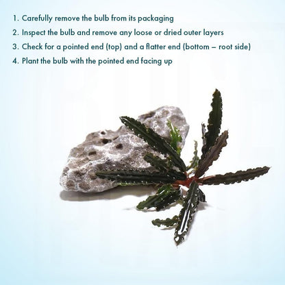 SubstrateSource Live Plants – Bucephalandra Belindae (Bucephalandra belindae) – Low to Medium Light, Dark Iridescent Green Color, Foreground to Midground Placement, Rhizome Growth - Loose, 1 Pack