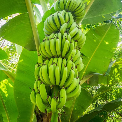 Dwarf Cavendish Banana Plant in 3 Gallon, 2-3 Ft Tall Banana Trees Live Plants for Outdoors Garden, No Ship to CA