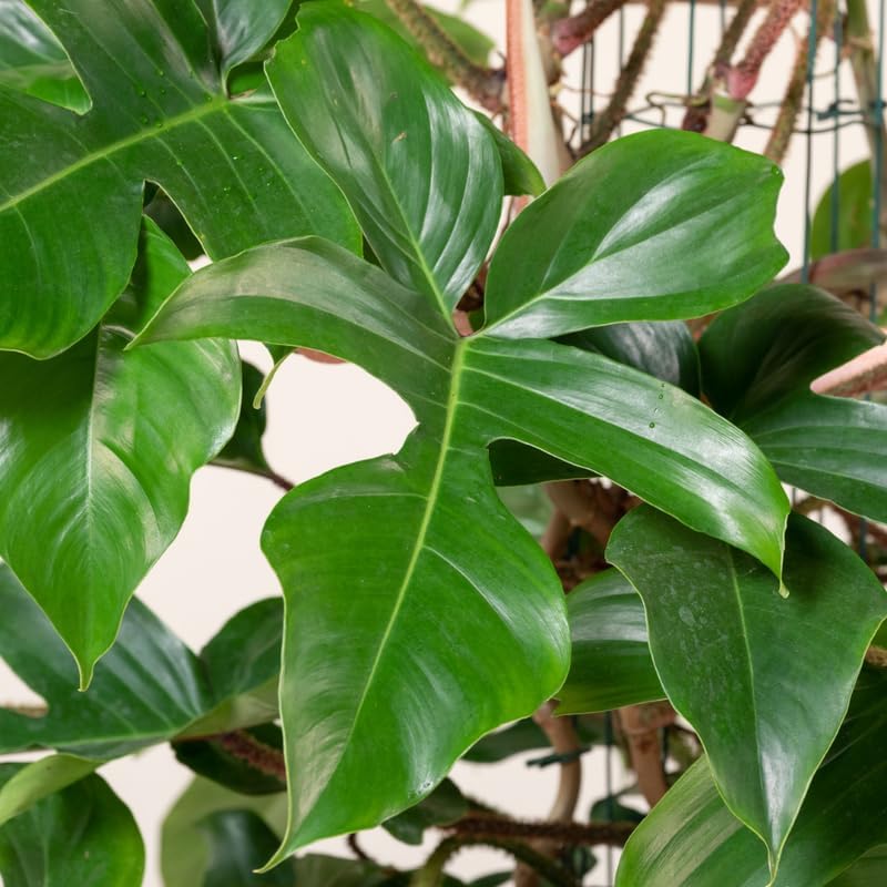 2 Green Leaves Philodendron Live Plant 5-9" Tall, Rare Tropical Indoor Houseplant Home Garden