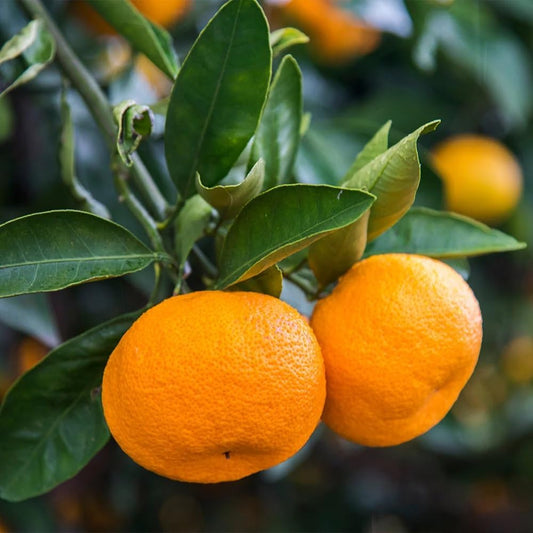 Brighter Blooms - Calamondin Tree, 1-2 Feet - Live Plant - No Shipping to AL, AZ, FL, GA, LA, OR, TX
