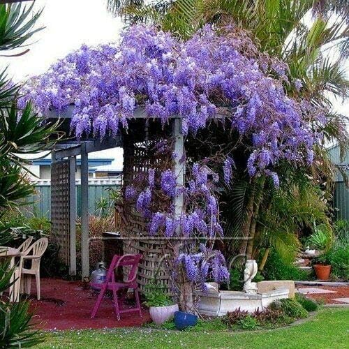 5 Blue Flowering Chinese Wisteria Vines - 6-12" Tall Live Plants - Wisteria Seedlings - Wisteria sinensis - (5 Pack)