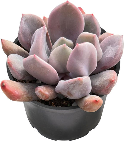 Sprout N Green Echeveria Cupid in 2 inch Starter Pot, Rare Live Succulent Plant with Soil, Home Office Indoor Outdoor Wedding Decoration DIY Projects Party Favor