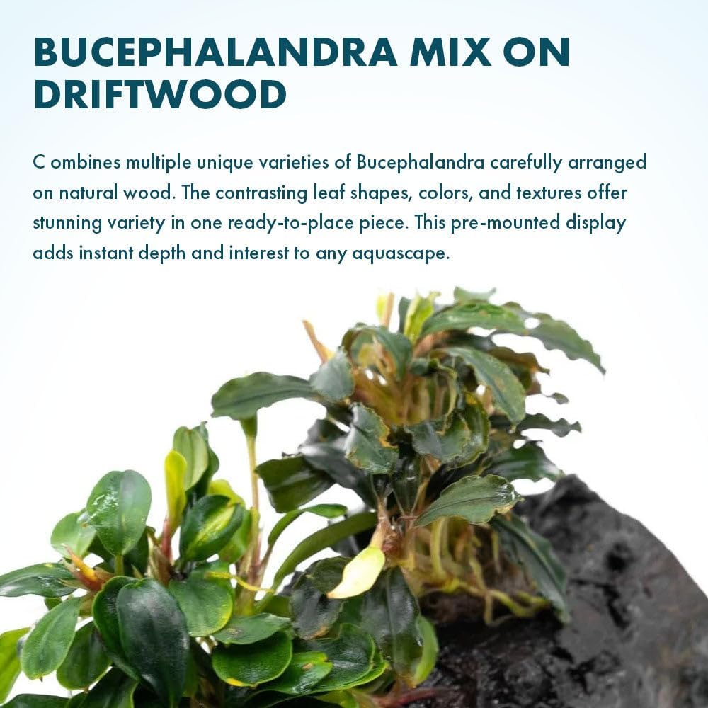 SubstrateSource Live Planted Decor - Bucephalandra Mix on Driftwood (Farmed) - Green Iridescent Aquatic Plants, Low to Medium Light, Foreground to Midground Tank Placement for Aquascaping - 3 Pack