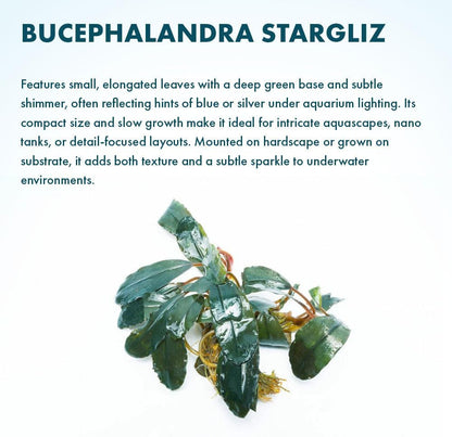 SubstrateSource Live Plants - Starglitz Buce (Bucephalandra sp.) - Low to Medium Light, Dark Green Iridescent Accent Aquatic Rhizome Plant, Foreground to Midground Placement - Loose Plant, 1 Pack