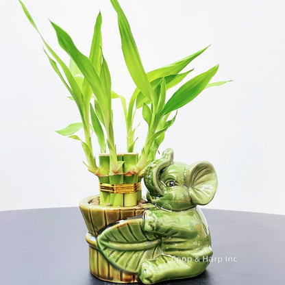 6-Stalk of 4" Small Lucky Bamboo Live Indoor Plant with Ceramic Vase, Live Indoor Lucky Bamboo for Home, Office and Gift (Elephant A)