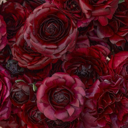 Eden Brothers Ranunculus Bulbs - Black