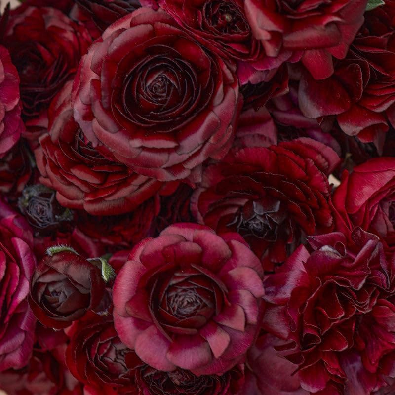 Eden Brothers Ranunculus Bulbs - Black