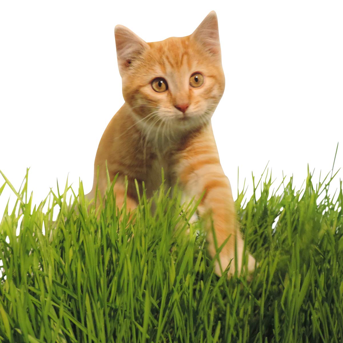 Non-GMO, Thunder Acres Premium Wheat Seed, Cat Grass Seed, Wheatgrass, Hard Red Winter Wheat (25 lbs.)