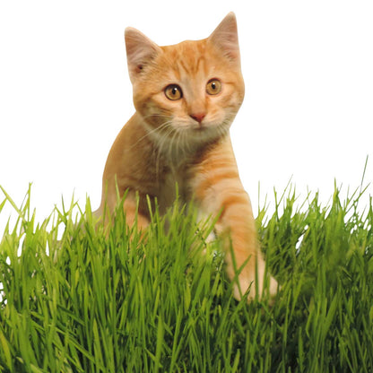 Non-GMO, Thunder Acres Premium Wheat Seed, Cat Grass Seed, Wheatgrass, Hard Red Winter Wheat (25 lbs.)