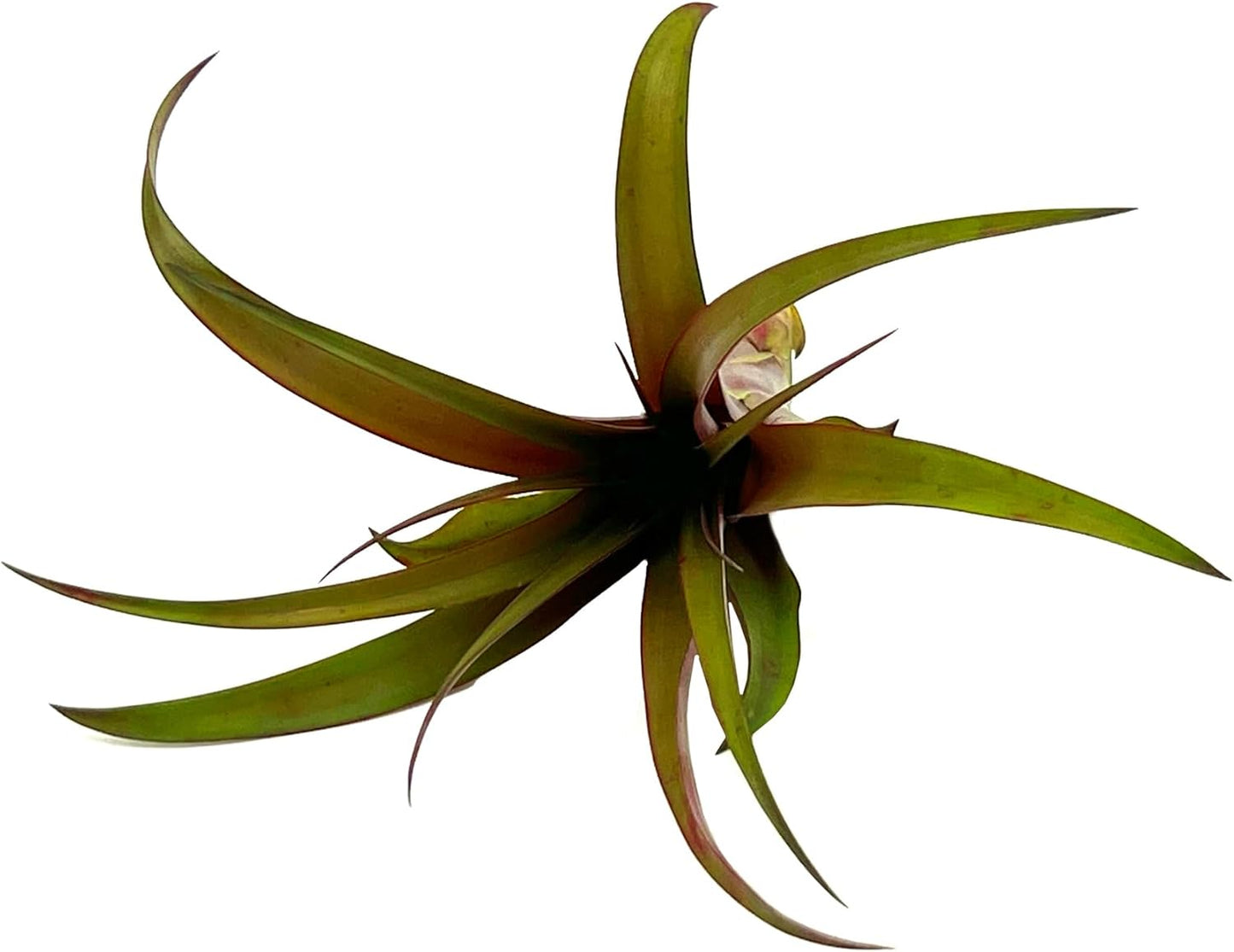 ragnaroc Air Plants - Tillandsia Red Capitata, Large 5-7” - 1ct - Live Arrival Guaranteed - House Plants for Home Decor & Gift