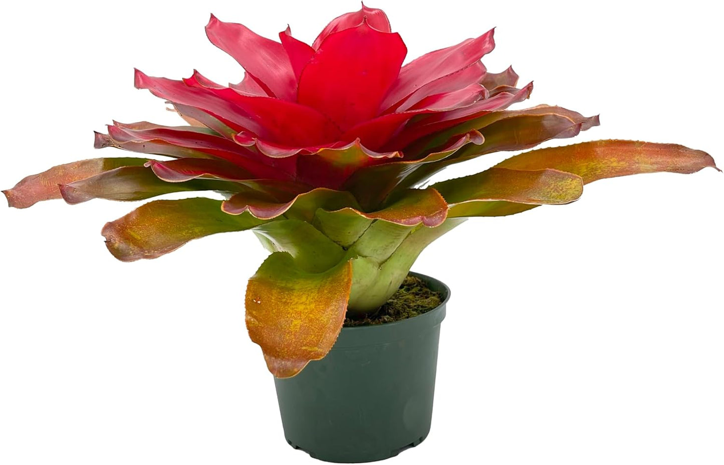 ragnaroc Live Plants – Bromeliad Neoregelia Tangerine, 8-12" in 6" Pot - 1ct - Live Arrival Guaranteed - House Plants for Home Decor & Gift