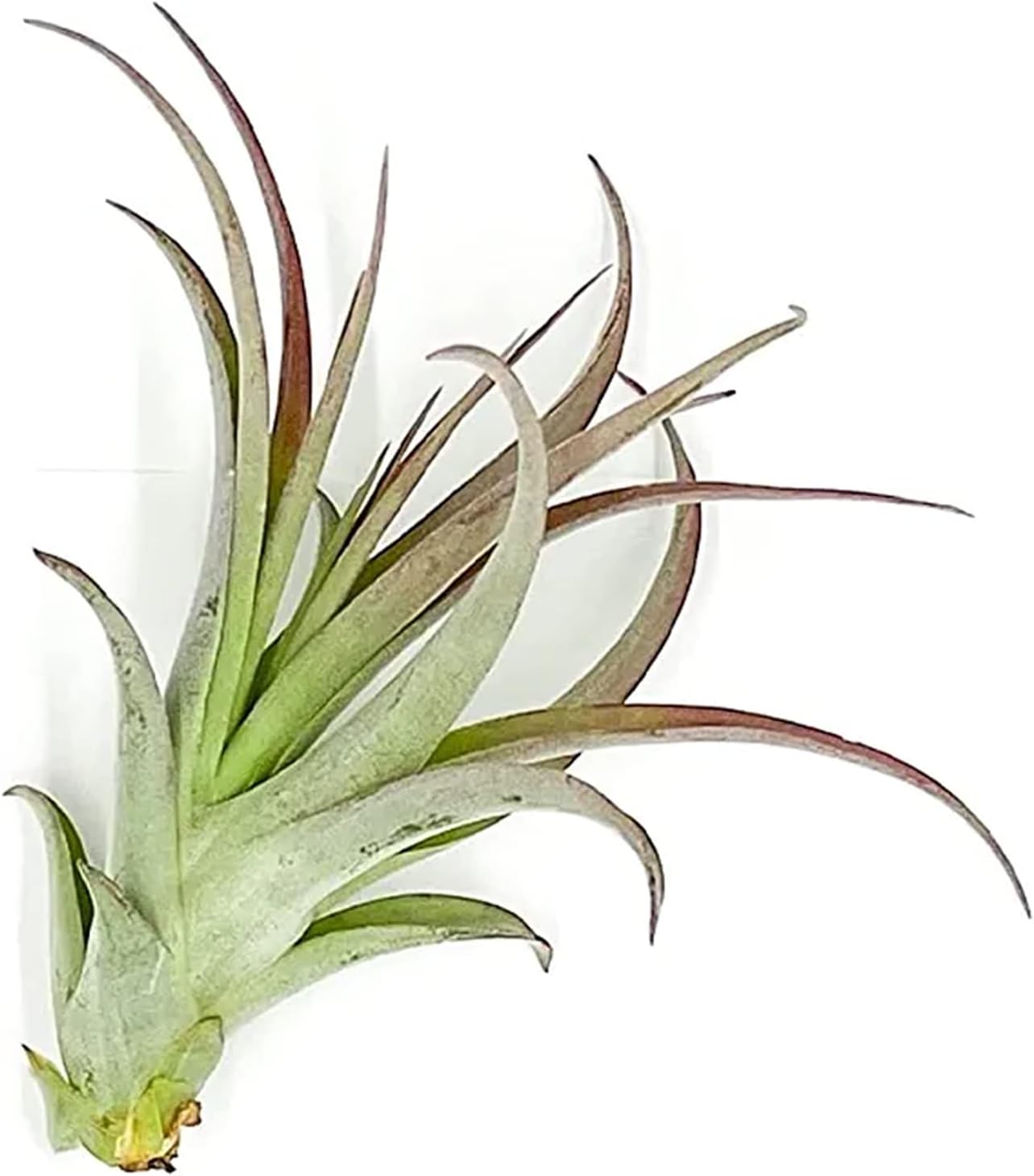 ragnaroc Air Plants - Tillandsia Brachycaulos Multiflora, Jumbo 5-7" - 1 ct - Live Arrival Guaranteed - House Plants for Home Decor & Gift