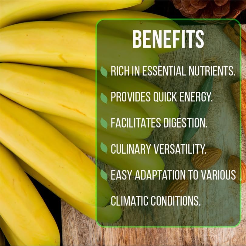 Banana Trees Grand Nain (4 Pack) | Easy to Grow Banana Plants | Edible Fruit Live Plant for Sustainable Living | Grow Your own Food on Your Edible Organic Garden| Live for Planting|