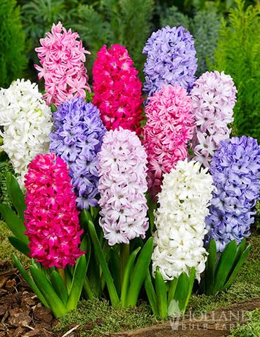 Mixed Hyacinth Bulbs for Forcing Indoors - 12Pcs Mixed Hyacinth Flower Bulbs for Fall Planting with Colorful Shades Plants Live Houseplants - Gorgeous and Fragrant Flower Bulbs for Spring Planting