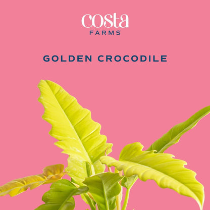 Costa Farms Philodendron Golden Crocodile, Rare Unique Live Indoor Plant in 6-Inch Self-Watering Houseplant Pot, Potting Soil, Trending Tropicals Collection, Room and Home Decor