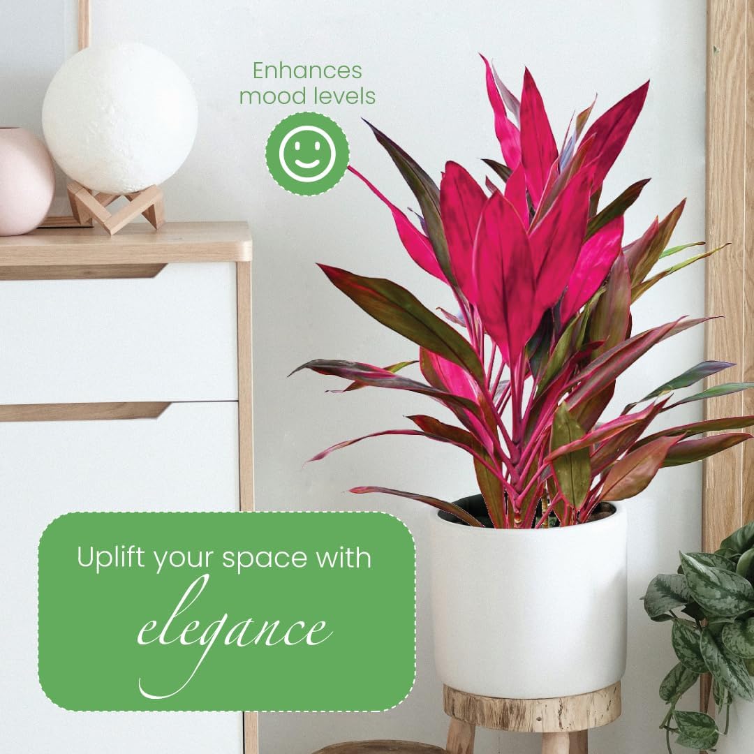 American Plant Exchange Ti Plant 'Sister' – 10-Inch Pot – Live Easy Care Indoor Houseplant, Air-Purifying, Bright Light Tropical Plant for Home, Garden Patio Decor