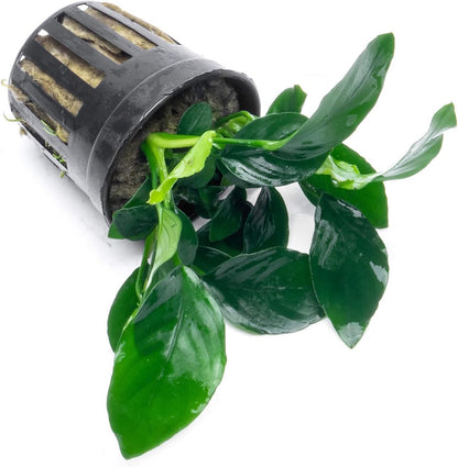 SubstrateSource Anubias Live Aquarium Plants - Potted Freshwater Plant for Fish Tanks, Terrariums - Beginner Friendly Low Light (Barteri, 3 Pots)