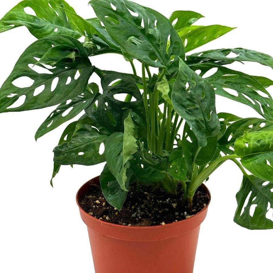 BubbleBlooms Swiss Cheese Plant in a 6 inch Pot Monstera Adansonii, Five Holes Vine Big Indoor House Plant