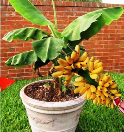 Seeds Exotic Ornamental Banana Tree Fruits for Planting Beatuful Non GMO