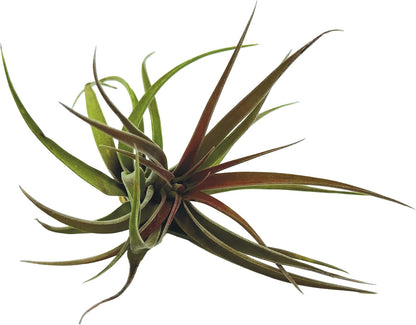ragnaroc Air Plants - Tillandsia Brachycaulos Abdita, Large 4-6" - 2 ct - Live Arrival Guaranteed - House Plants for Home Decor & Gift