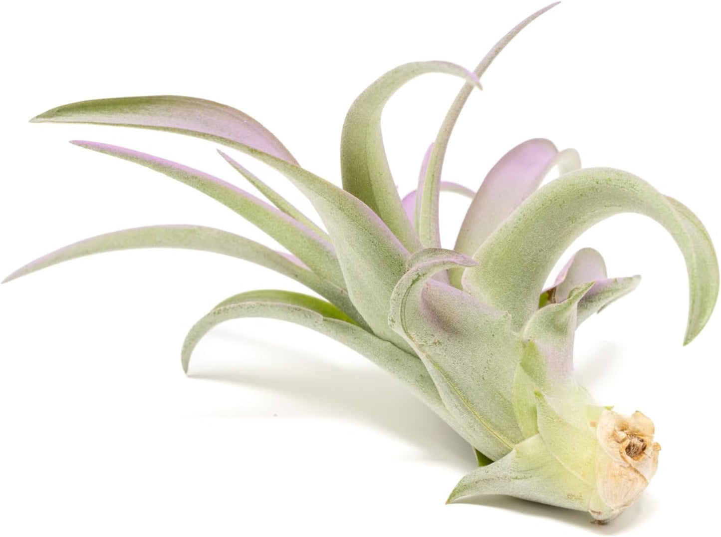 Lavender Colorful Tillandsia Air Plants - Long Lasting Color Enhanced Live Tillandsia Succulent House Plants - Home and Garden Decor - Easy Care Indoor and Outdoor Plants