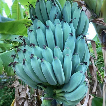 Mixed Banana Plant Live, 4-6" Tall Well-Rooted for Indoor Tropical Displays, Cold Hardy Banana Fruit Tree