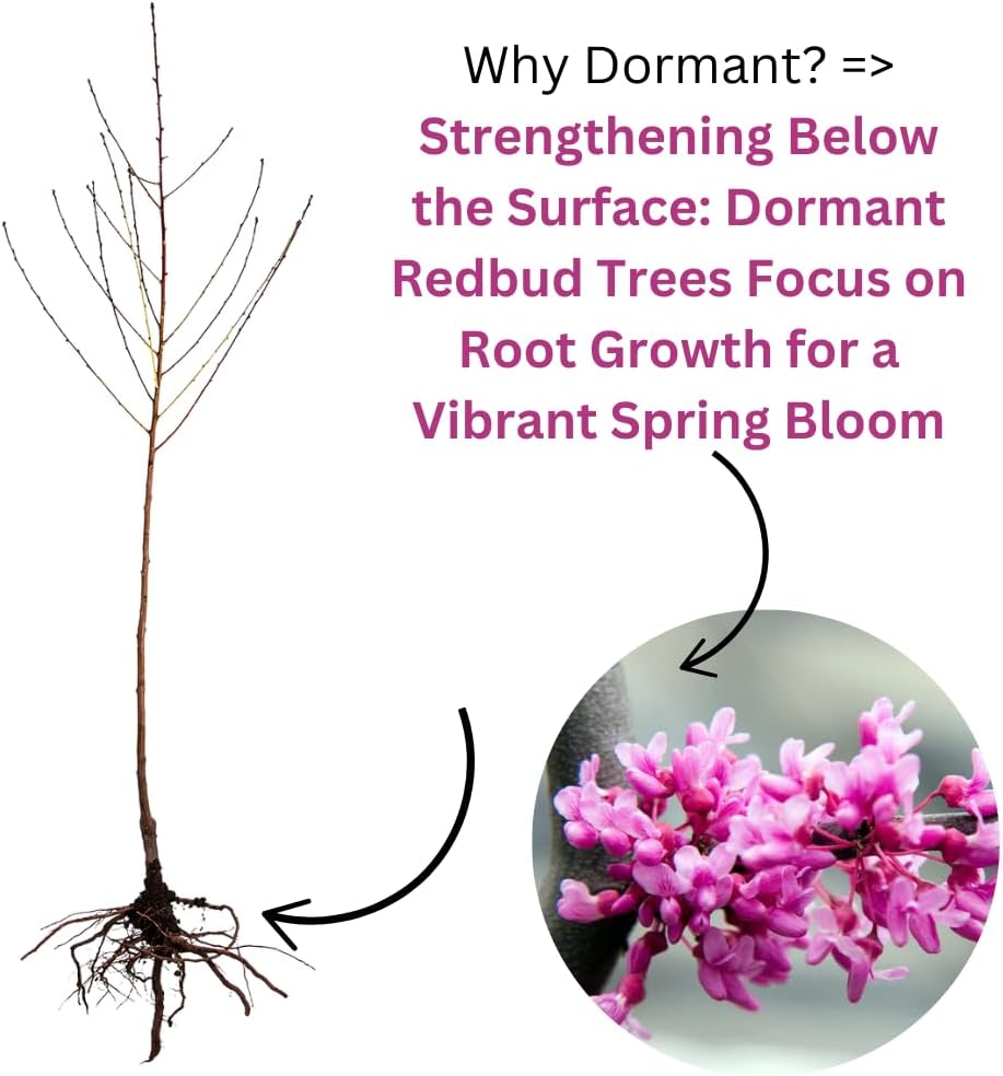 5 Dormant Eastern Redbud Trees Live Plants Seedlings Bare Roots, 6 to 13 Inc Tall Red Bud Trees Live Plants, American Redbud Tree, Cold Hardy