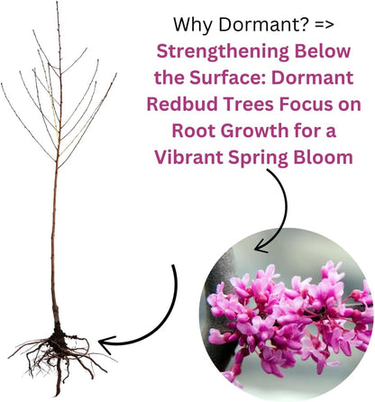 5 Dormant Eastern Redbud Trees Live Plants Seedlings Bare Roots, 6 to 13 Inc Tall Red Bud Trees Live Plants, American Redbud Tree, Cold Hardy