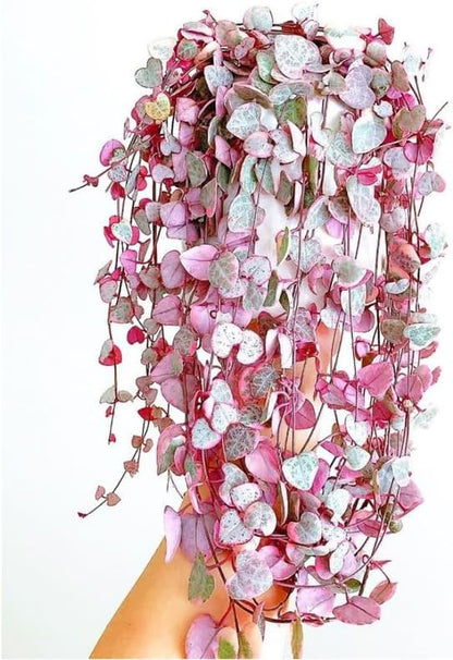 Ceropegia Woodii Variegated String of Hearts Plant Live, Trailing Succulent Vine, Rare Live Indoor Plant in Pot