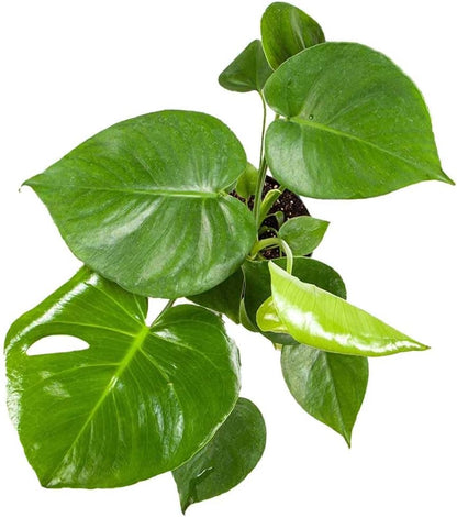 American Plant Exchange Monstera Deliciosa – Live 4-Inch Pot in Stylish Pot Cover, Easy-Care Split Leaf Vine, Low-Maintenance Air Purifying Houseplant for Home, Office & Garden Décor