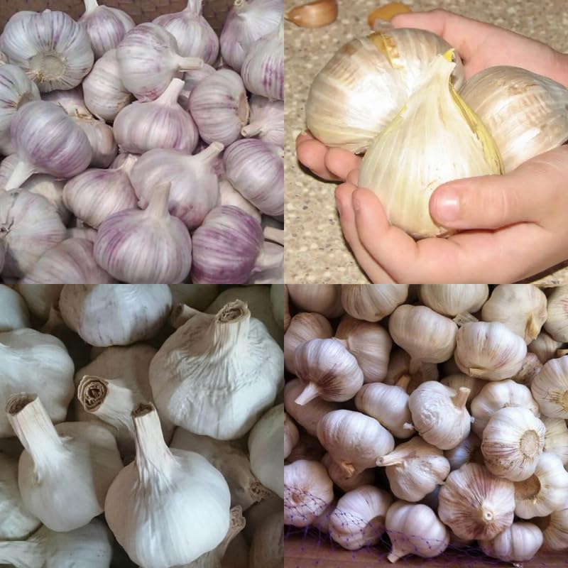 1 Pound Garlic for Planting in Fall Mix Random Softneck Hardneck, 8-10 Assorted Garlic Bulbs for Planting, Fresh and High Yield Bulb Variety Pack, Hardy and Fast Growing