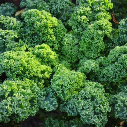 Kale Plant in 4 Inch Pot, 3 to 5 Inch Tall Vegetable Kale Plants Seedling, Cold Harrdy Plants for Outdoors Planting