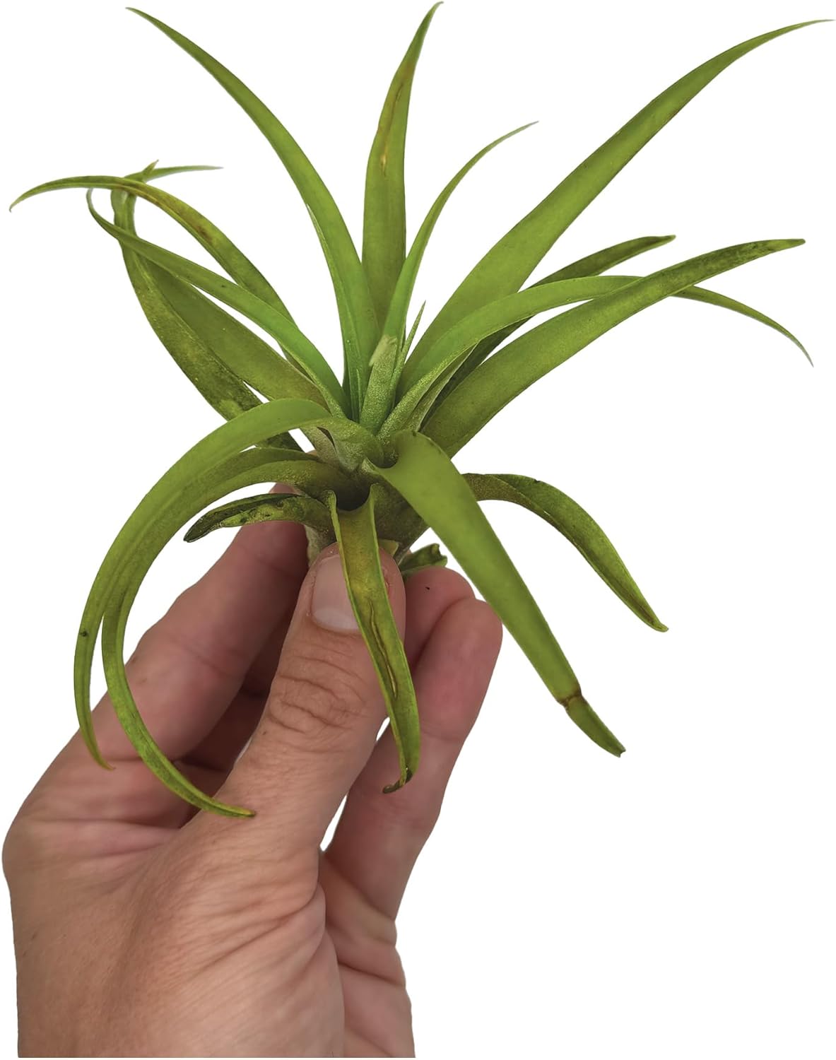 ragnaroc Air Plants - Tillandsia Capitata (Peach), Large 5-7” - 1 ct - Live Arrival Guaranteed - House Plants for Home Decor & Gift