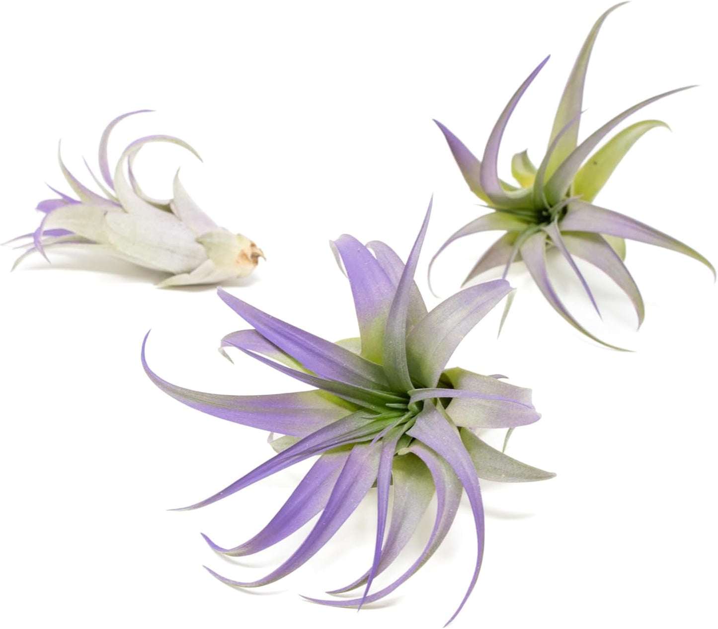 Purple Colorful Tillandsia Air Plants - Long Lasting Color Enhanced Live Tillandsia Succulent House Plants - Home and Garden Decor - Easy Care Indoor and Outdoor (Brachycaulos Abdita, Single)