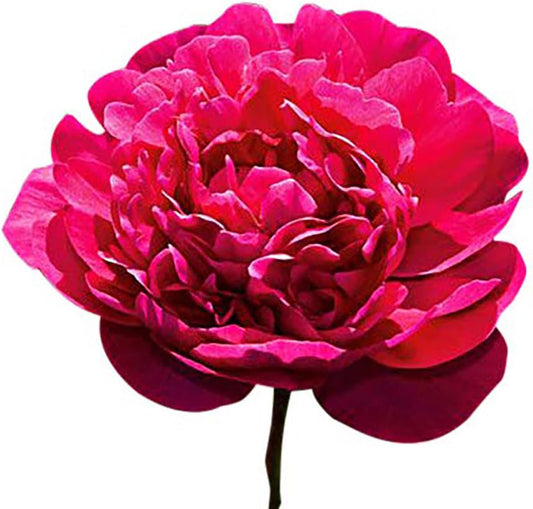Karl Rosenfield - Double Dark Red Peony