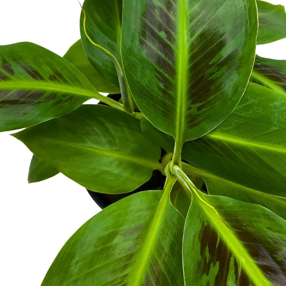 BubbleBlooms Dwarf Cavendish Banana Tree in a 6 inch Pot