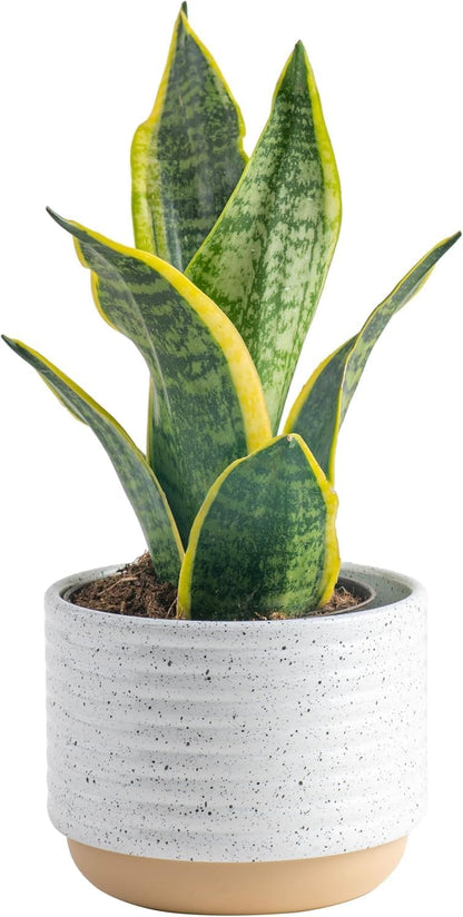 Costa Farms Sansevieria Snake Live Indoor Plant, 8-Inch Tall, Grower's Choice, White-Natural Décor Planter