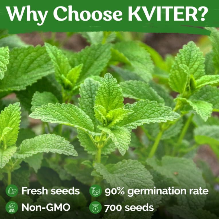 KVITER 700 Lemon Balm Seeds for Planting (Melissa Officinalis) – Heirloom & Organic Medicinal Herb Seeds – Grow in Herb Garden, Pots, Beds Indoors & Outdoors for Calming Lemon Balm Tea