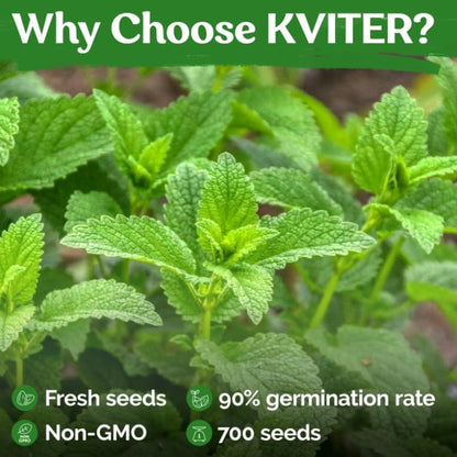 KVITER 700 Lemon Balm Seeds for Planting (Melissa Officinalis) – Heirloom & Organic Medicinal Herb Seeds – Grow in Herb Garden, Pots, Beds Indoors & Outdoors for Calming Lemon Balm Tea