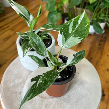 2 White Philodendron Live Plant 5-9" Tall, Rare Tropical Indoor Houseplant Home Garden
