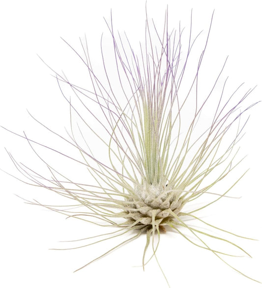 Purple Colorful Tillandsia Air Plants - Long Lasting Color Enhanced Live Tillandsia Succulent House Plants - Home and Garden Decor - Easy Care Indoor and Outdoor (Argentea Thin, Single)