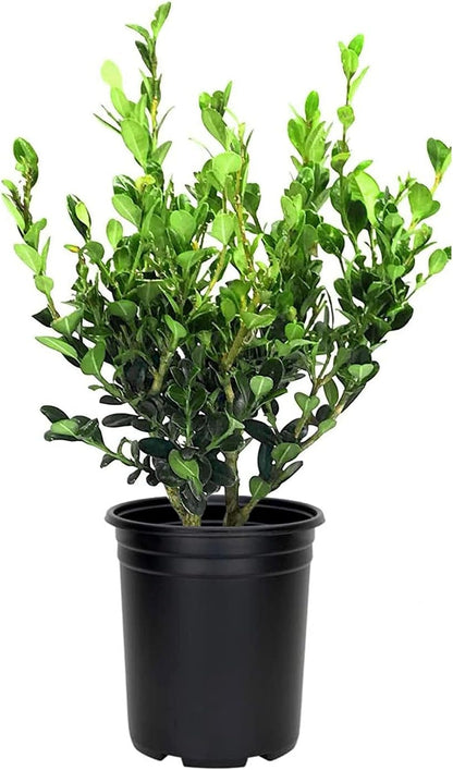 Wintergreen Boxwood | 1 Large Gallon Size Plant | Buxus Microphylla | Evergreen Shrub, Dense Foliage, Formal Garden, Low Maintenance, Privacy Hedge, Year-Round Interest, Landscaping Shrub