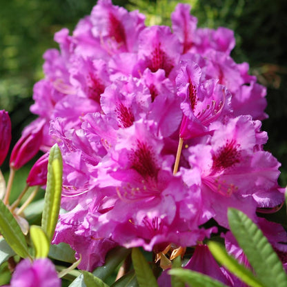 Rhododendrons Plant Live, Pink Purple Rhododendron Shrub, Large Flowering Tree 1 Gallon Potted for Gardening
