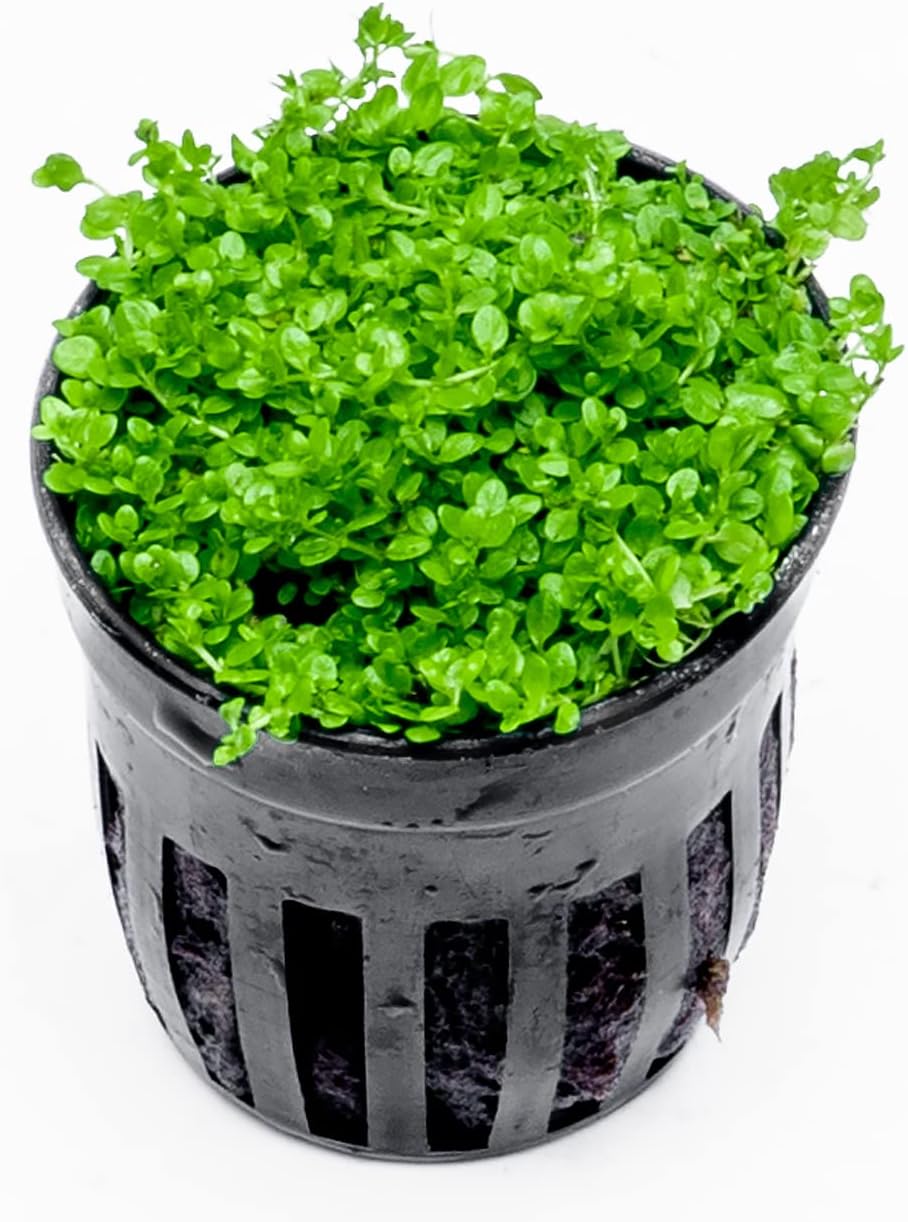 SubstrateSource Live Aquarium Stem Plants - Freshwater Aquatic Plant for Fish Tanks, Aquascaping - (Bacopa Australis, 1 Bunch)