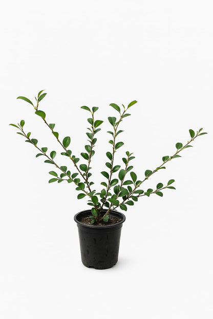 Sparkling Burgundy Camellia Bush, 1 Gallon, Fall Blooming Evergreen Shrub, 6-10 ft Tall