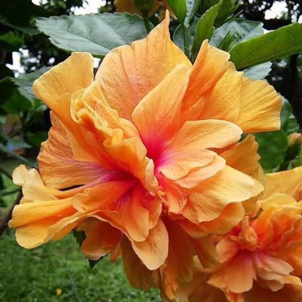 Hibiscus Plant Live, Hardy Hibiscus Flowers Colorful Blooms for Outdoor Landscapes, 8-10 Inch Height, Hibiscus Shrubs, No Pot, Well-Rooted (Double Golden Peach Hibiscus)
