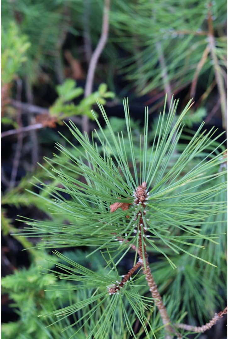 5 Ponderosa Pine Tree Seedlings- Native, Fast Growing, Animal Habitat (Approx. 1-2 feet in Height)